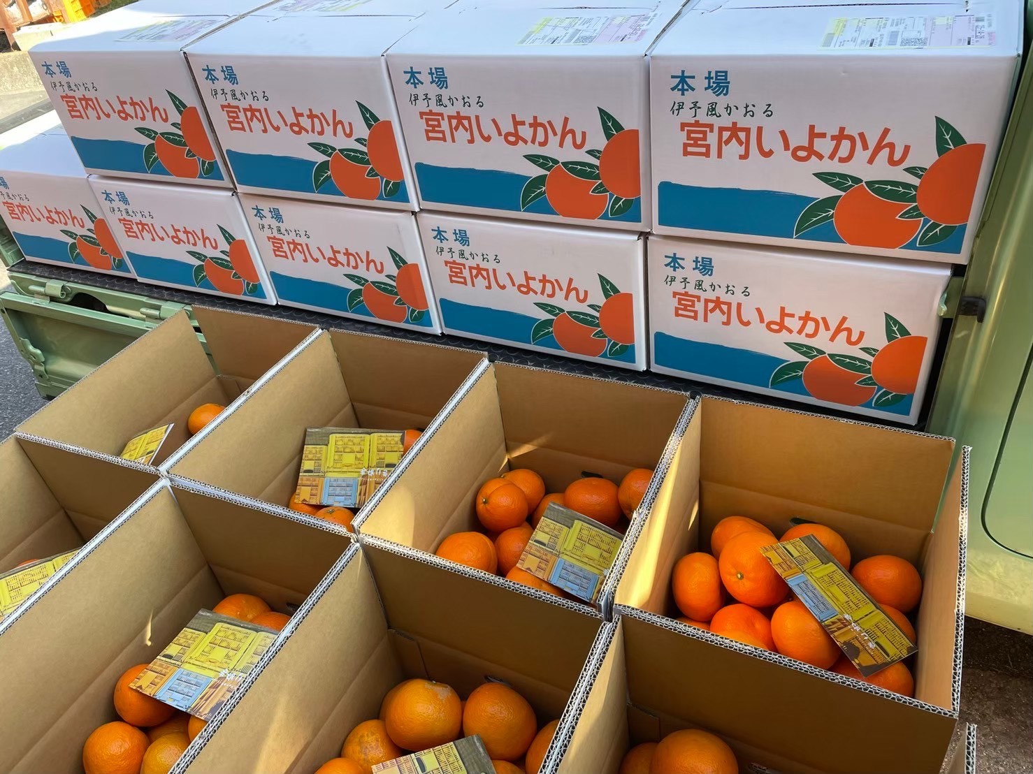 箱詰めされ出荷を待つ愛媛のみかん